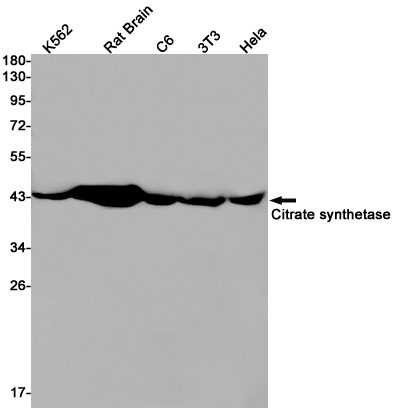 Citrate Synthetase Rabbit mAb ABZ2744
