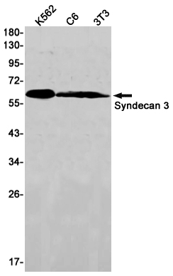 Syndecan 3 Rabbit mAb ABZ2747