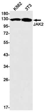 JAK2 Rabbit mAb ABZ2748