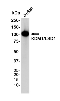 KDM1/LSD1 Rabbit mAb ABZ2749