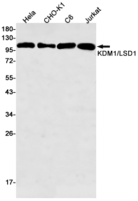 KDM1/LSD1 Rabbit mAb ABZ2749