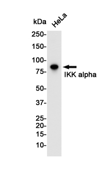 IKK alpha Rabbit mAb ABZ2752