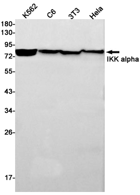 IKK alpha Rabbit mAb ABZ2752