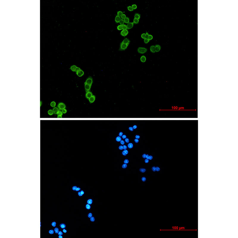 Thioredoxin / TRX Rabbit mAb ABZ2753