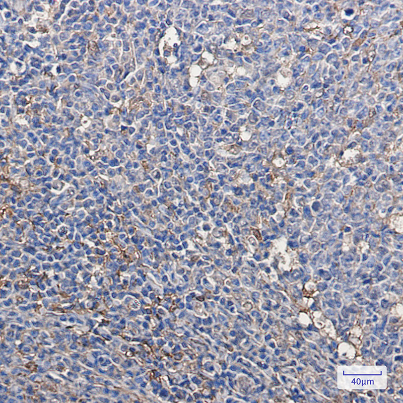 Thioredoxin / TRX Rabbit mAb ABZ2753
