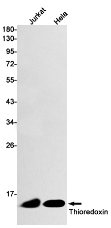 Thioredoxin / TRX Rabbit mAb ABZ2753