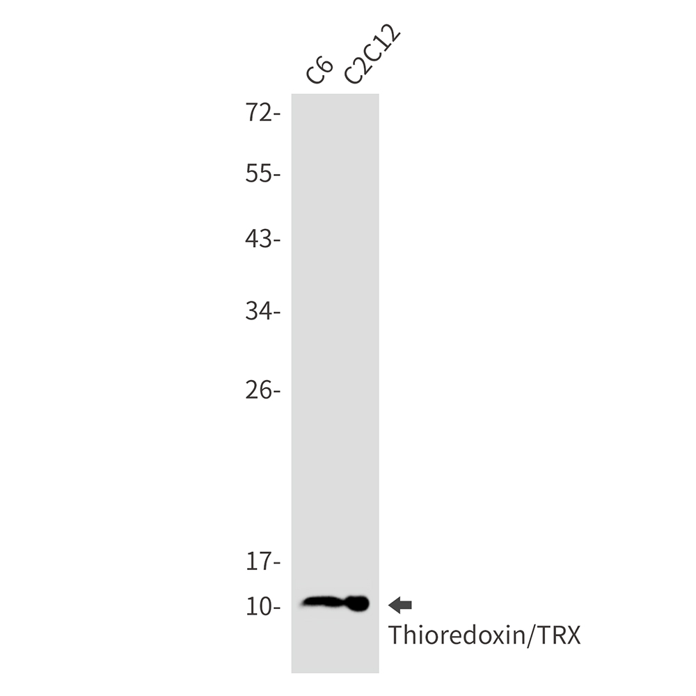 Thioredoxin / TRX Rabbit mAb ABZ2754