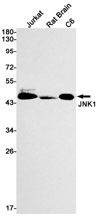 JNK1 Rabbit mAb ABZ2755