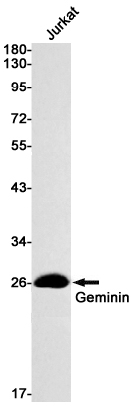 Geminin Rabbit mAb ABZ2757