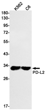 PD-L2 Rabbit mAb ABZ2762