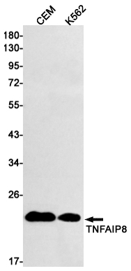 TNFAIP8 Rabbit mAb ABZ2764