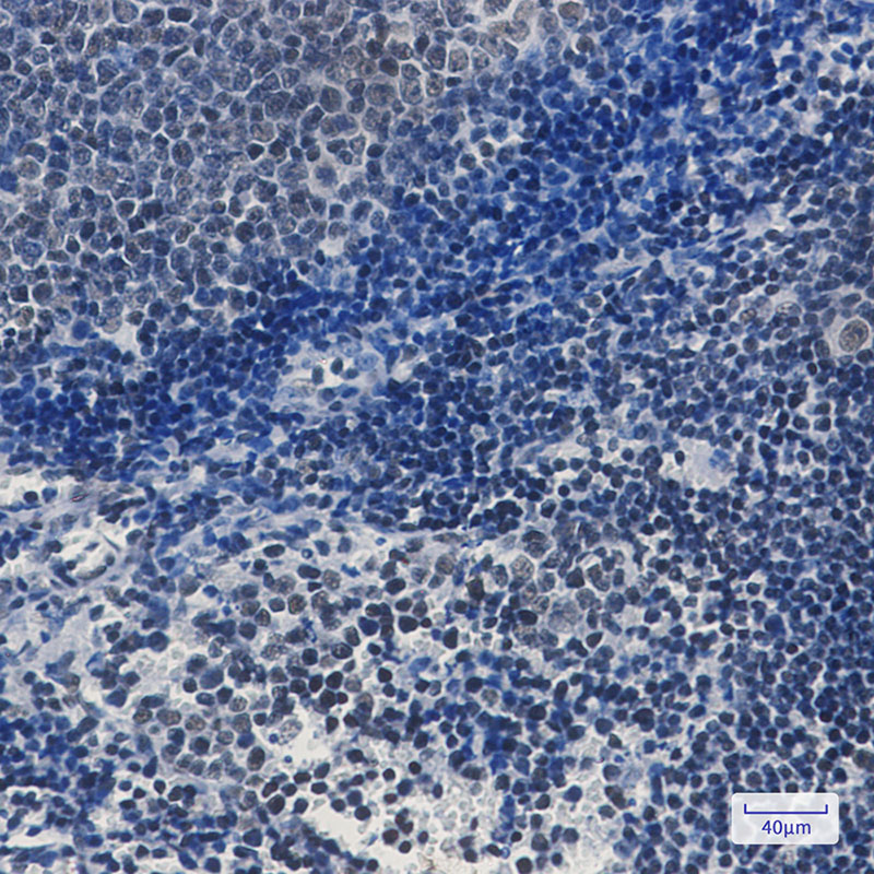 TAF3 Rabbit mAb ABZ2768