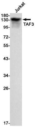 TAF3 Rabbit mAb ABZ2768
