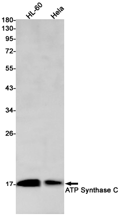 ATP Synthase C Rabbit mAb ABZ2770
