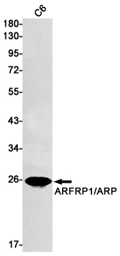 ARFRP1/ARP Rabbit mAb ABZ2772