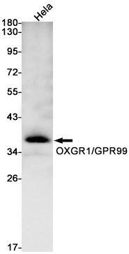 OXGR1/GPR99 Rabbit mAb ABZ2773