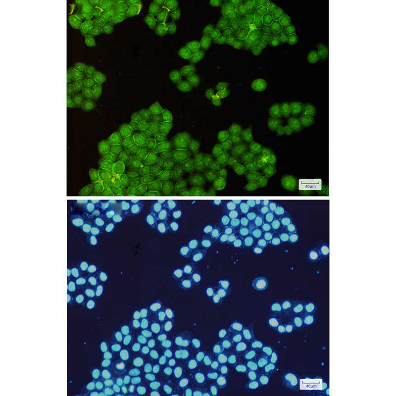 Annexin VI Rabbit mAb ABZ2775