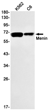 Menin Rabbit mAb ABZ2777