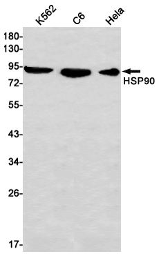 Hsp90 alpha Rabbit mAb ABZ2779