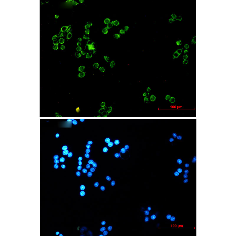 Lipoamide Dehydrogenase Rabbit mAb ABZ2780
