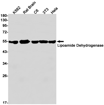 Lipoamide Dehydrogenase Rabbit mAb ABZ2780