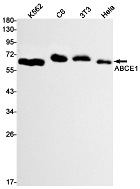 ABCE1 Rabbit mAb ABZ2783