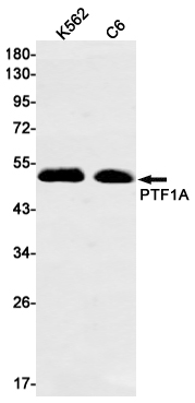 PTF1A Rabbit mAb ABZ2785