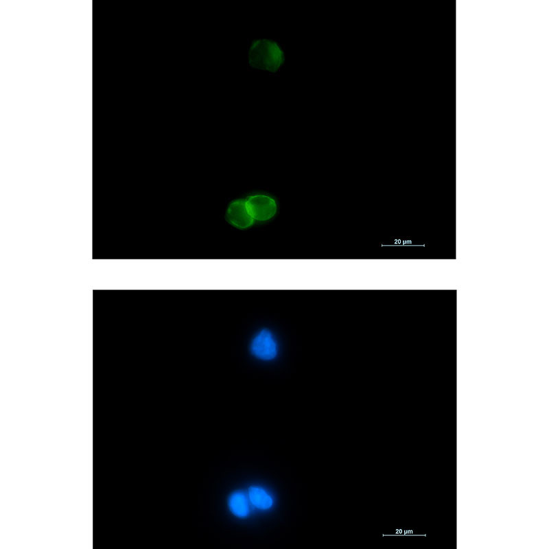 Glycophorin C Rabbit mAb ABZ2790