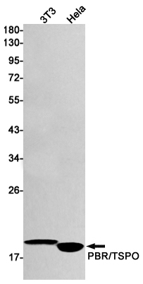 PBR Rabbit mAb ABZ2793