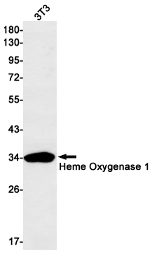 Heme Oxygenase 1 Rabbit mAb ABZ2798