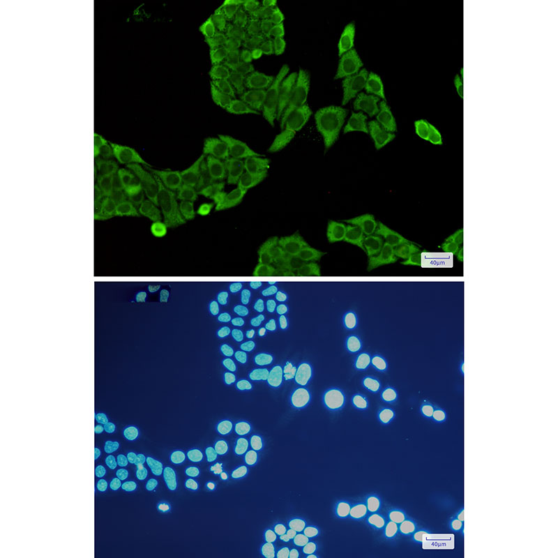 Annexin V Rabbit mAb ABZ2799