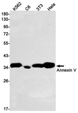 Annexin V Rabbit mAb ABZ2799