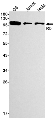 Rb Rabbit mAb ABZ2801