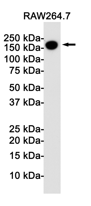 CD11b Rabbit mAb ABZ2803