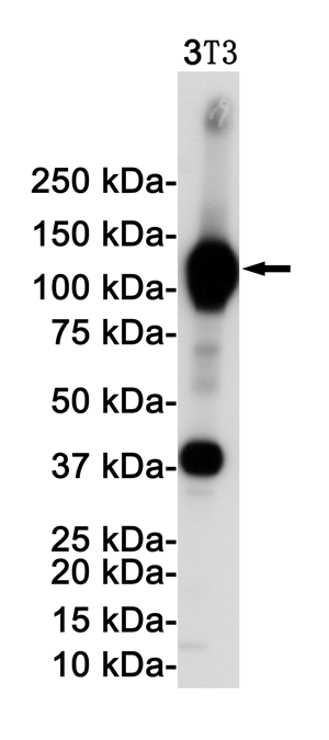VCAM1 Rabbit mAb ABZ2804