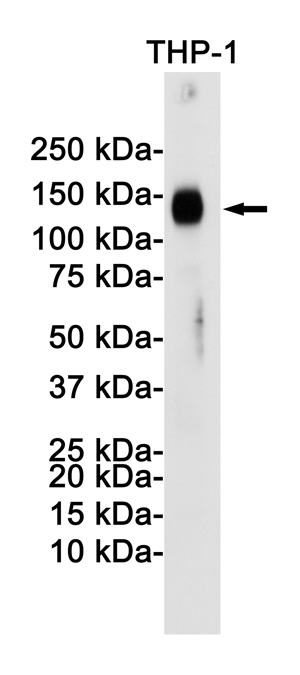 LAMP2 Rabbit mAb ABZ2808