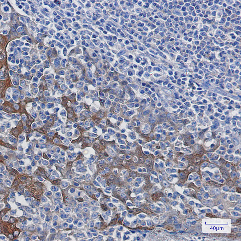 14-3-3 alpha/beta Rabbit mAb ABZ2809