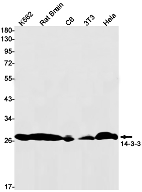 14-3-3 alpha/beta Rabbit mAb ABZ2809