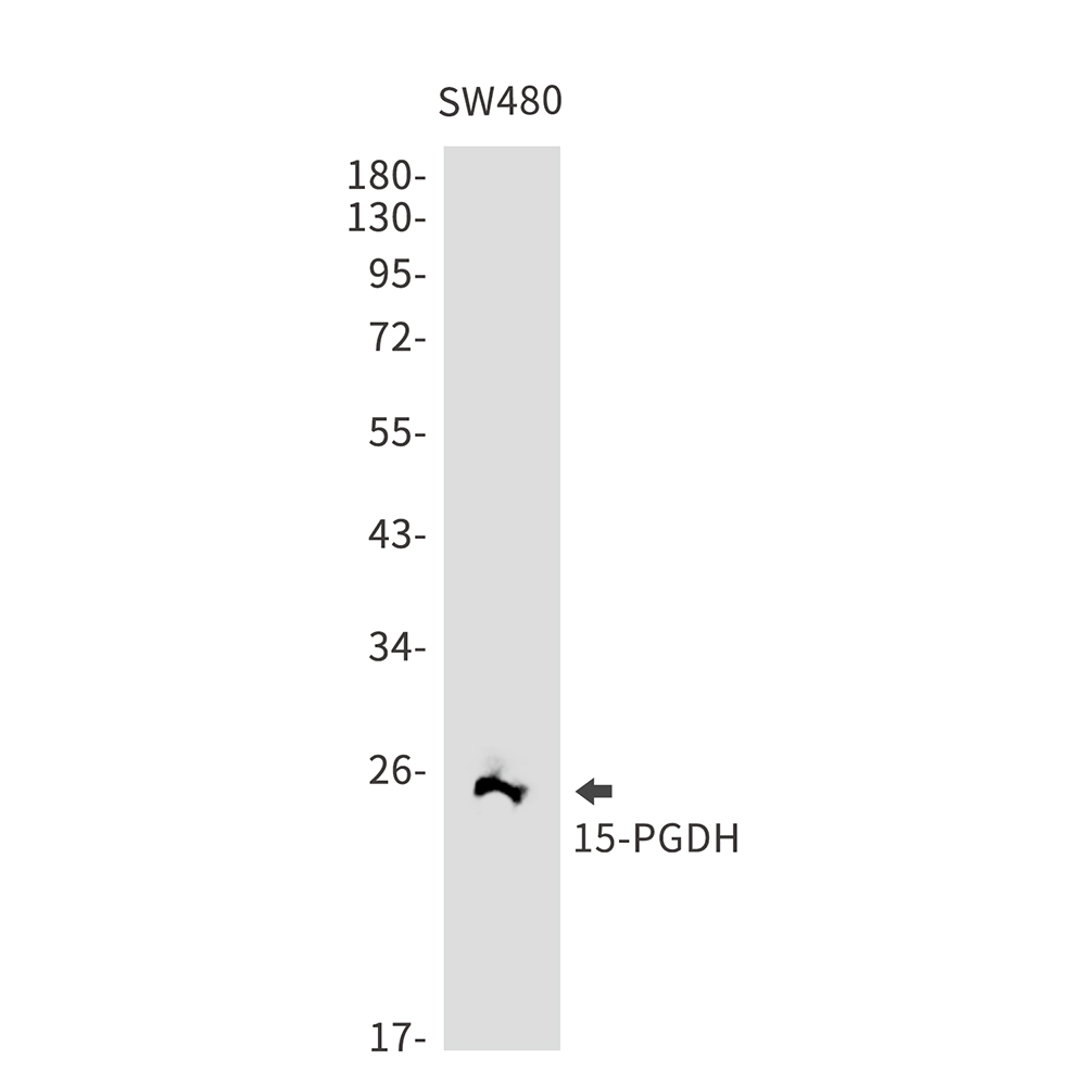 15 PGDH Rabbit mAb ABZ2810