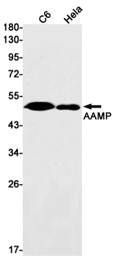 AAMP Rabbit mAb ABZ2813