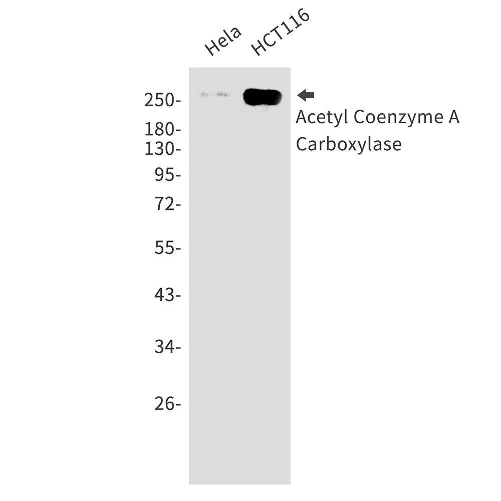 Acetyl Coenzyme A Carboxylase Rabbit mAb ABZ2816
