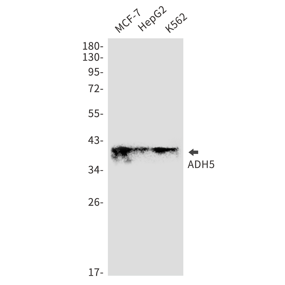 ADH5 Rabbit mAb ABZ2819