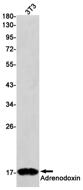 Adrenodoxin Rabbit mAb ABZ2820