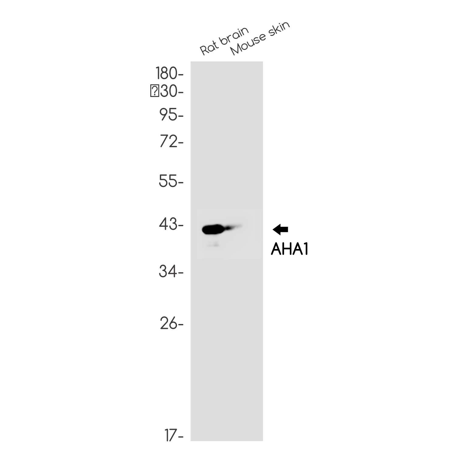 AHA1 Rabbit mAb ABZ2823