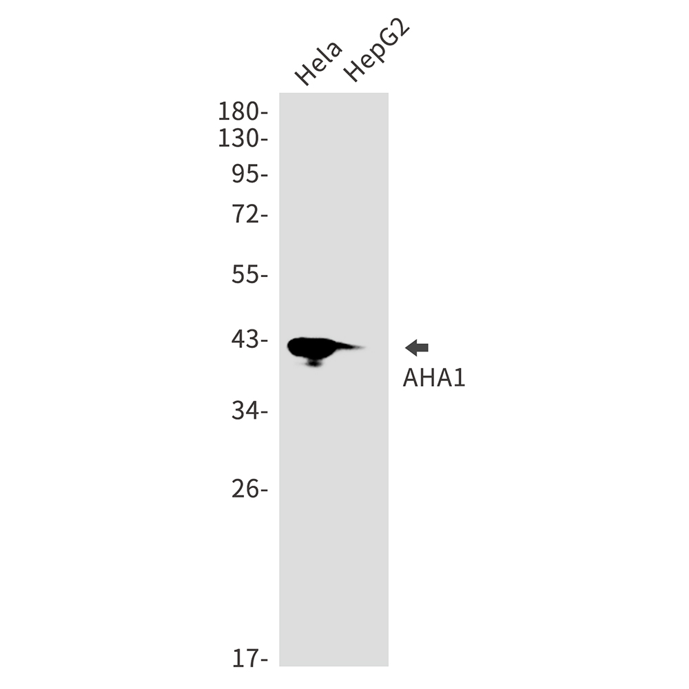 AHA1 Rabbit mAb ABZ2823