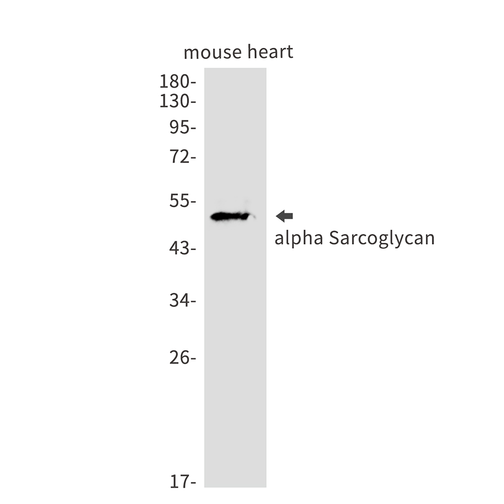 alpha Sarcoglycan Rabbit mAb ABZ2828