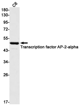 Transcription factor AP-2-alpha Rabbit mAb ABZ2835