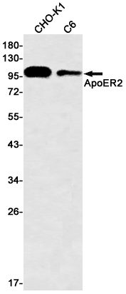 ApoER2 Rabbit mAb ABZ2836
