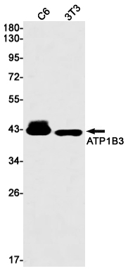 ATP1B3 Rabbit mAb ABZ2844