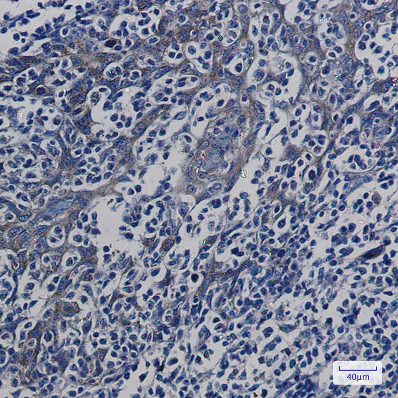 ATP5G Rabbit mAb ABZ2845